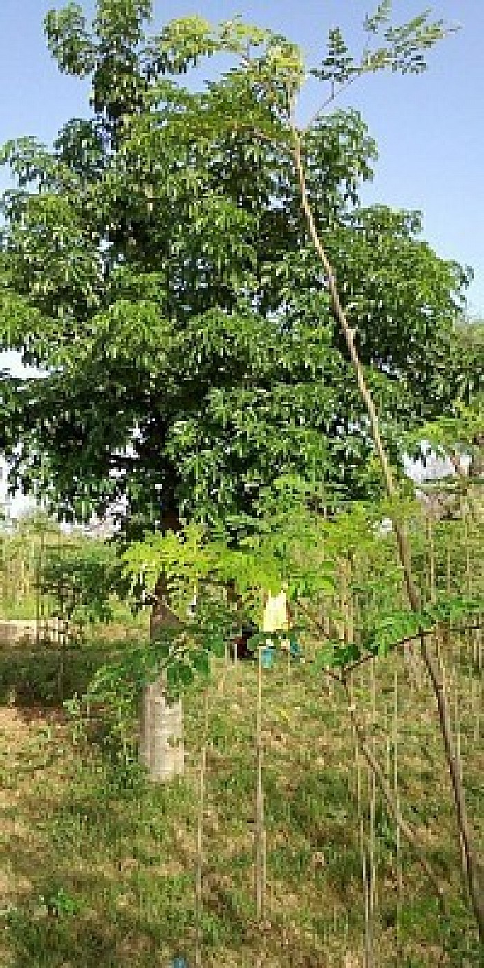 Moringa Périmètre Irrigué Madarounfa