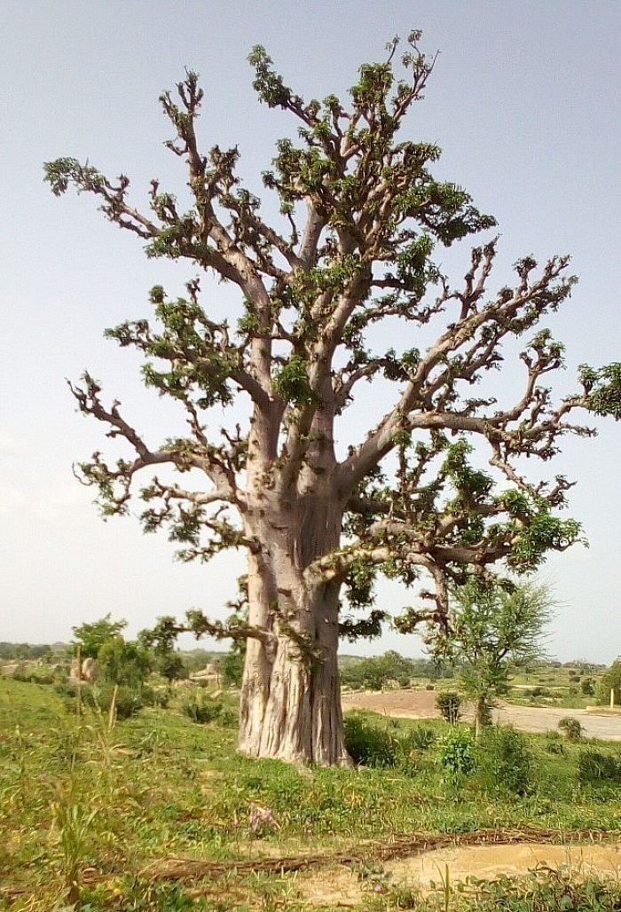 Baobab Tree N'Yelwa Area