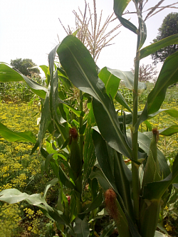 Maize 🌽 Angoual Mata Area